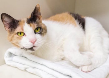 Comment rendre votre maison confortable pour un chat âgé