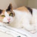 Comment rendre votre maison confortable pour un chat âgé