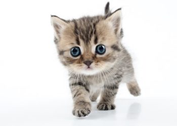 Comment socialiser un chaton avec de nouvelles personnes