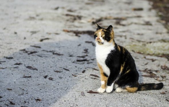 Comment trouver un chat perdu