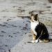 Comment trouver un chat perdu