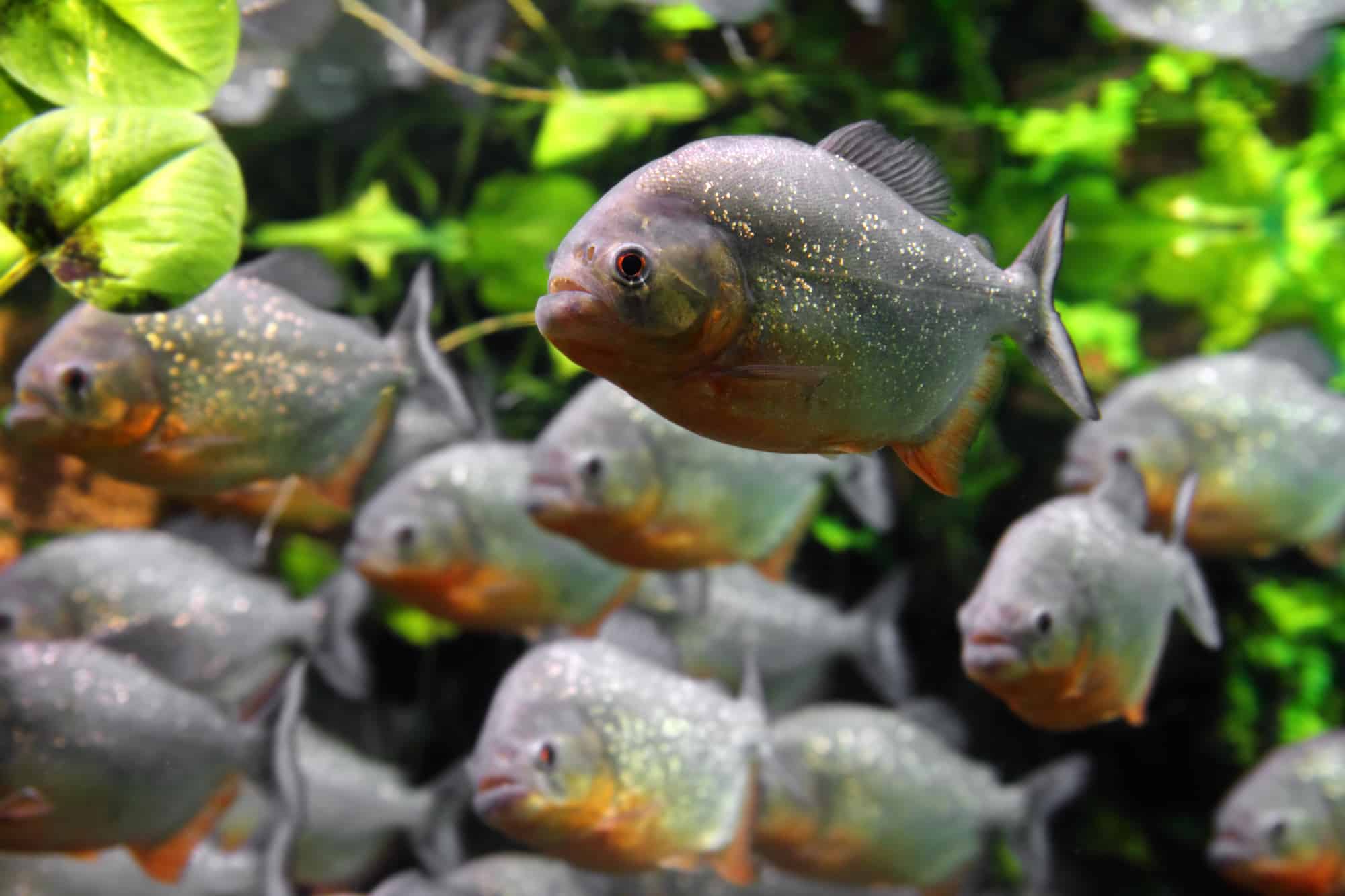 aquarium-piranha-installation-les-premiers pas-1