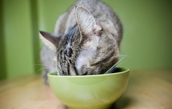 Conseils pour trouver une nourriture saine pour chat