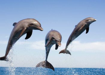 Dauphins une carte de mammifère avec un grand M