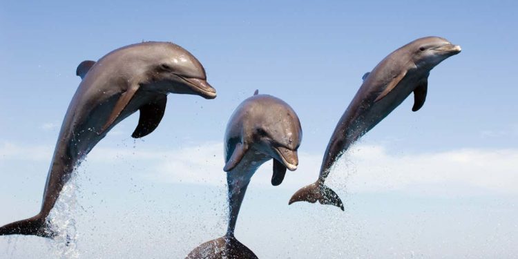 Dauphins une carte de mammifère avec un grand M