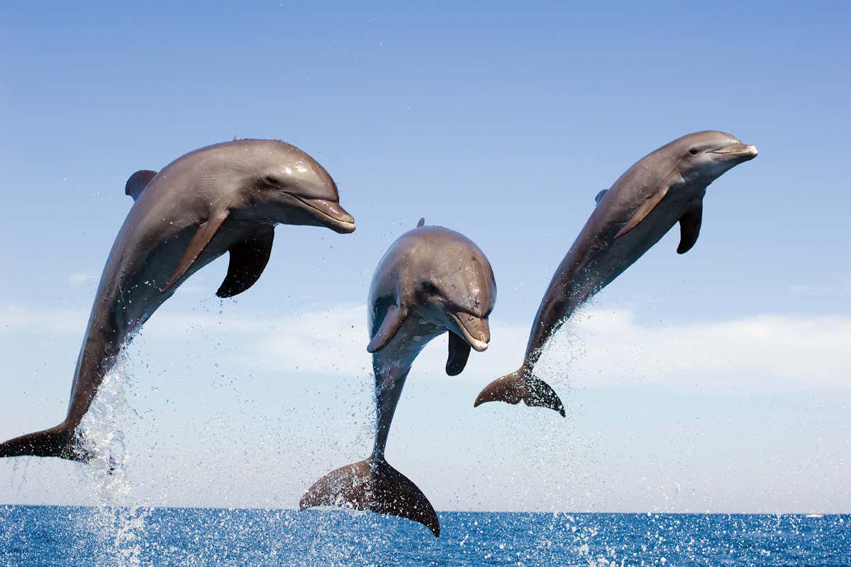 carte-dauphin-d'un-mammifère-avec-une-majuscule-m-1