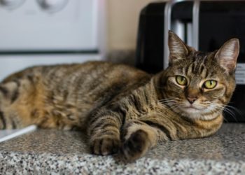 Des moyens géniaux pour garder votre chat hors du comptoir de la cuisine