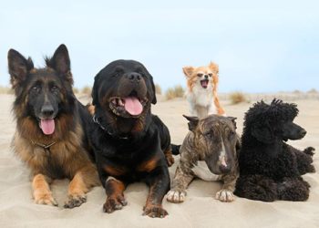 Diagnostic et prise en charge de l’autisme canin