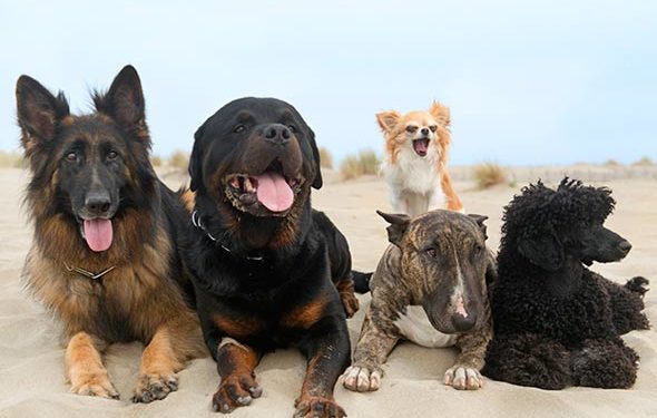 Diagnostic et prise en charge de l’autisme canin