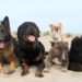 Diagnostic et prise en charge de l’autisme canin