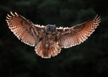 Eagle Owl, qui est le Bubo Bubo et quelles sont ses caractéristiques?