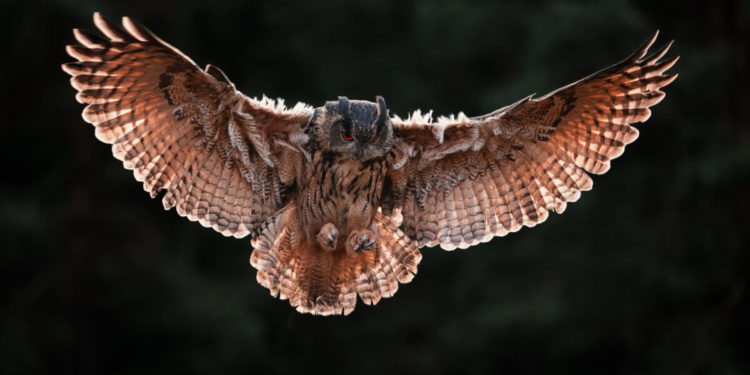 Eagle Owl, qui est le Bubo Bubo et quelles sont ses caractéristiques?