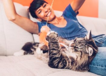 Exercice pour chats: 12 séances d’entraînement pour chats amusantes pour les chats