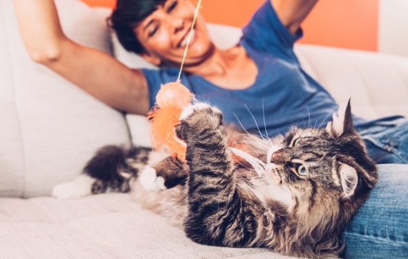 Exercice pour chats: 12 séances d’entraînement pour chats amusantes pour les chats