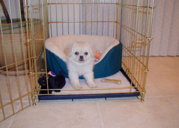 Formation des chiots en travaillant à temps plein