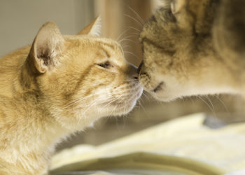 Guide sur la façon d’introduire les chats