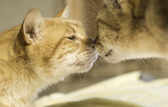 Guide sur la façon d’introduire les chats