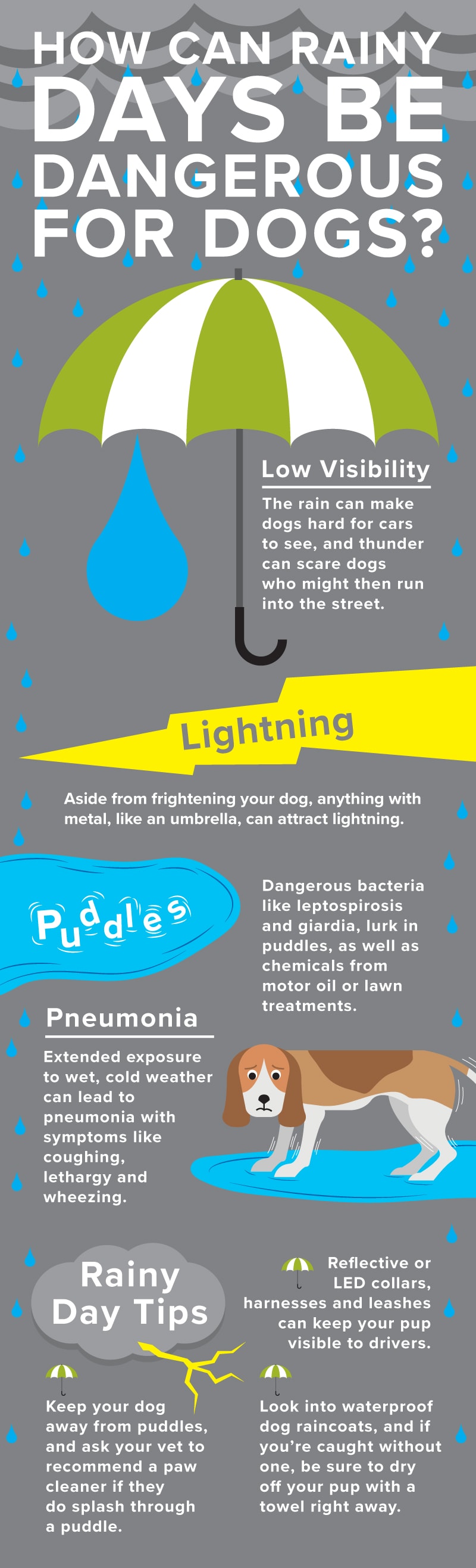 Les risques pour la sécurité des animaux de compagnie les jours de pluie comprennent la leptospirose, la giardie, la faible visibilité et la pneumonie.