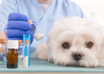 L’amoxicilline est-elle sans danger pour les chiens?