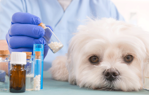 L’amoxicilline est-elle sans danger pour les chiens?