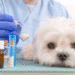 L’amoxicilline est-elle sans danger pour les chiens?