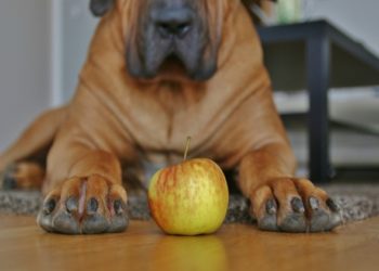 Les animaux domestiques peuvent-ils avoir du vinaigre de cidre de pomme?