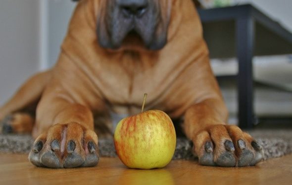 Les animaux domestiques peuvent-ils avoir du vinaigre de cidre de pomme?