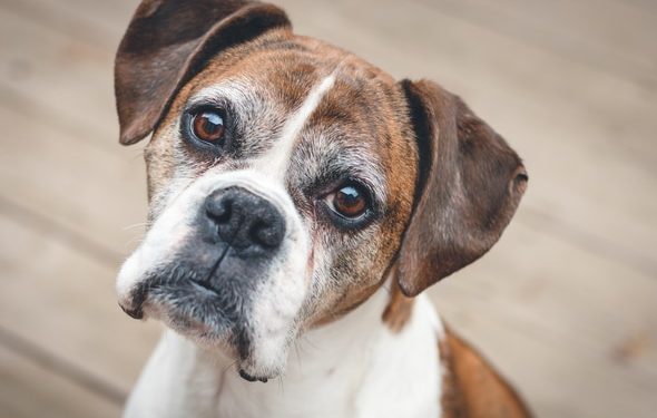 Les animaux peuvent-ils avoir le vertige?  |  Animauxinfo