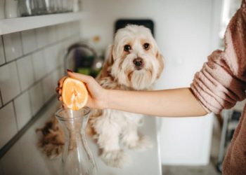 Les chiens et les chiots peuvent-ils manger des oranges?  Les chiens peuvent-ils avoir du jus d’orange ou des écorces d’orange?