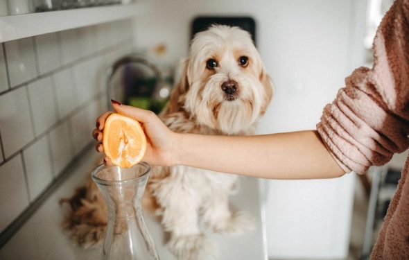 Les chiens et les chiots peuvent-ils manger des oranges? Les chiens peuvent-ils avoir du jus d’orange ou des écorces d’orange?