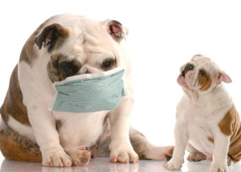 Les chiens peuvent-ils attraper la grippe?