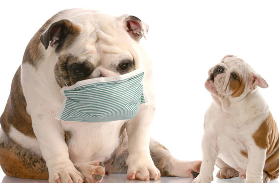 Les chiens peuvent-ils attraper la grippe?