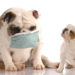 Les chiens peuvent-ils attraper la grippe?