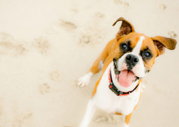 Les chiens peuvent-ils avoir des coups de soleil?  |  Conseils de protection solaire pour chiens