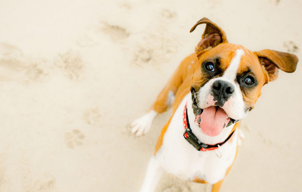 Les chiens peuvent-ils avoir des coups de soleil?  |  Conseils de protection solaire pour chiens