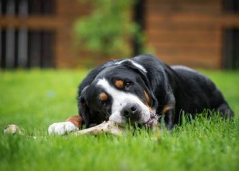 Les chiens peuvent-ils manger du porc ou des os de côtes?