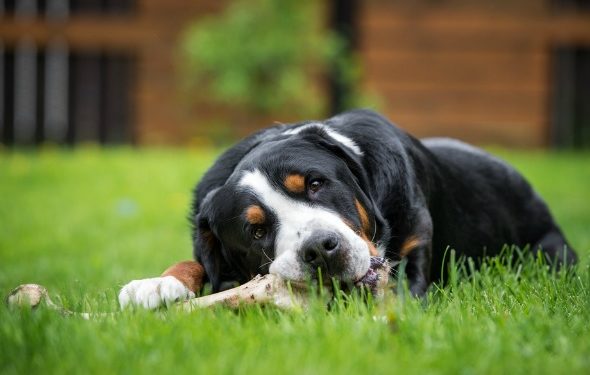 Les chiens peuvent-ils manger du porc ou des os de côtes?