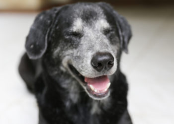 Les chiens peuvent-ils rire?  |  Animauxinfo