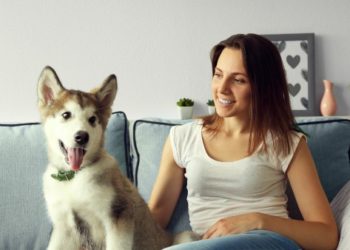 Les chiens peuvent-ils voir la télévision?  |  Chiens et télévision |  Les chiens regardent-ils la télévision?