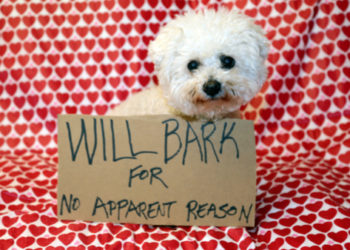 Les chiens sont-ils embarrassés?  |  Animauxinfo