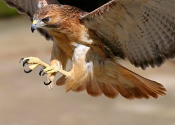 Les petits chiens peuvent-ils être ramassés par des faucons et des oiseaux de proie?