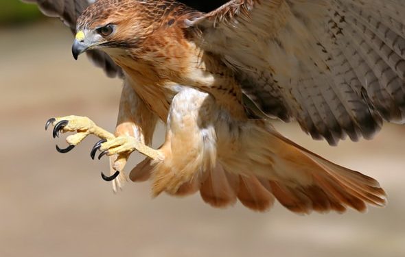Les petits chiens peuvent-ils être ramassés par des faucons et des oiseaux de proie?