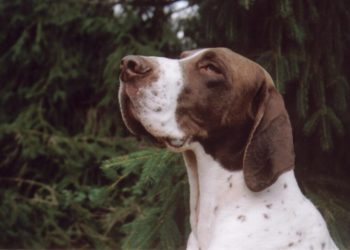 Petits chiens: le Bracco français