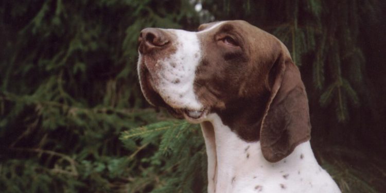 Petits chiens: le Bracco français