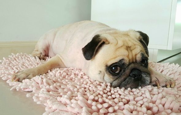 Pouvez-vous donner du Pepto Bismol à un chien?