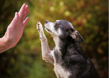 Pouvez-vous enseigner de nouvelles astuces à un vieux chien?
