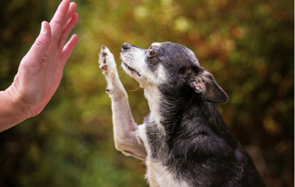 Pouvez-vous enseigner de nouvelles astuces à un vieux chien?