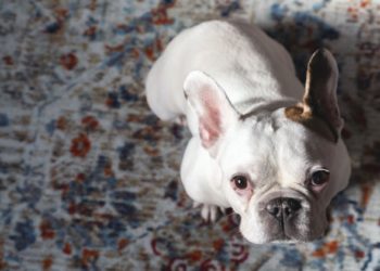 Puis-je donner à mon chien Benadryl et si oui, combien?