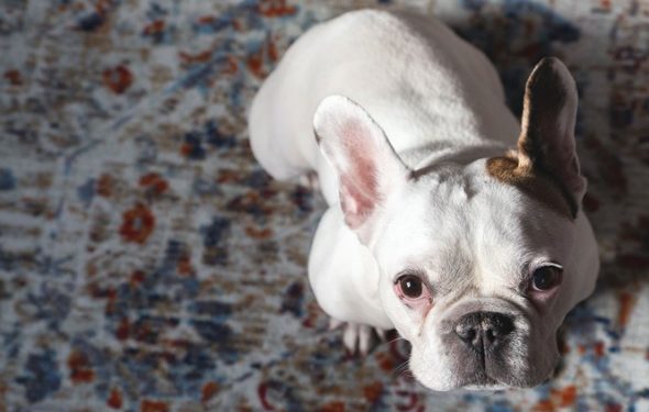 Puis-je donner à mon chien Benadryl et si oui, combien?