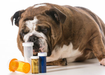 Puis-je donner des suppléments à mon chien?